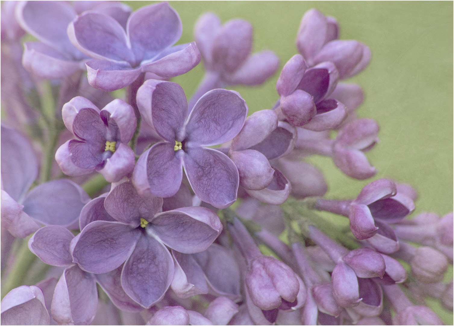 Lilac Macro