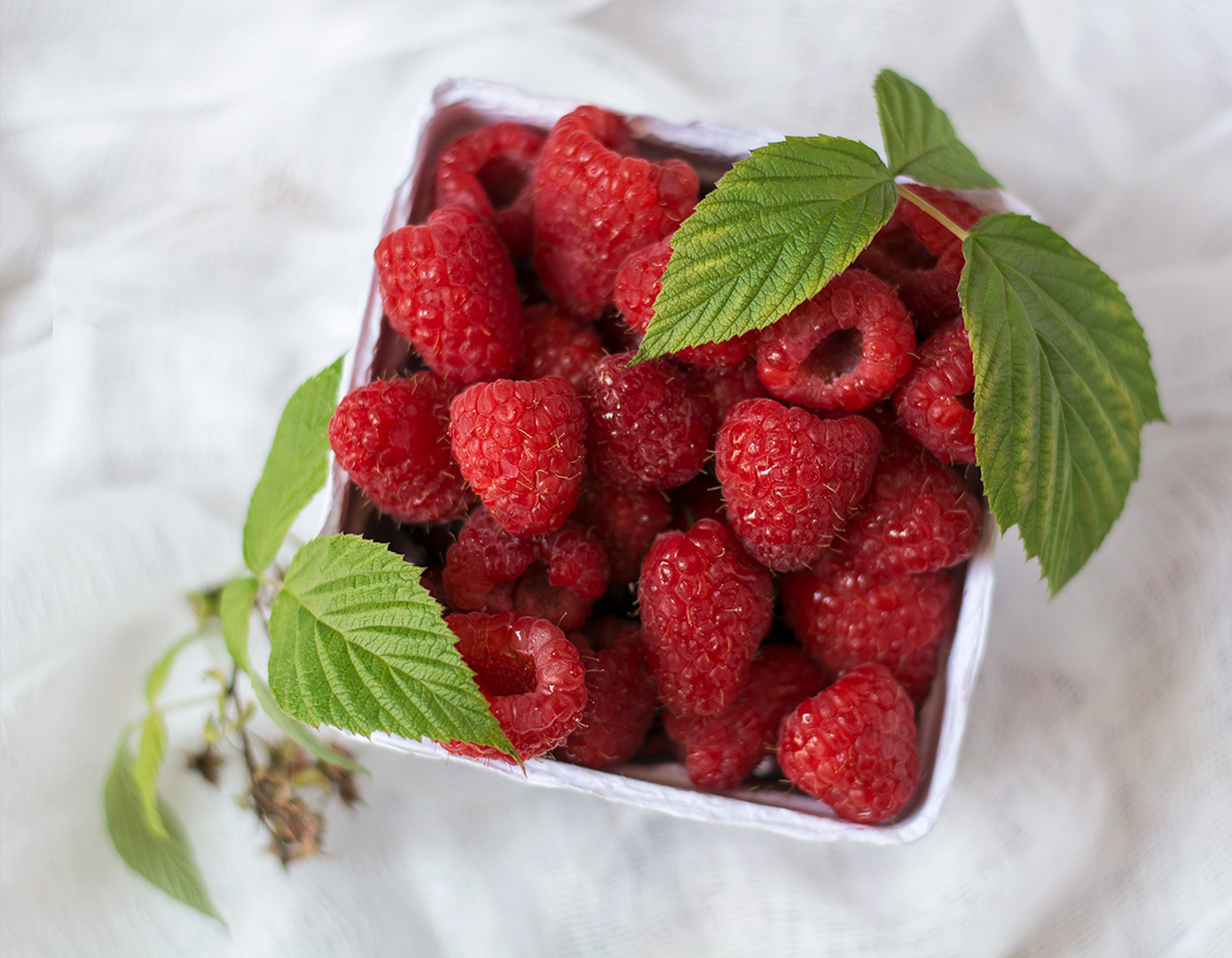 Fresh Raspberries with leaves