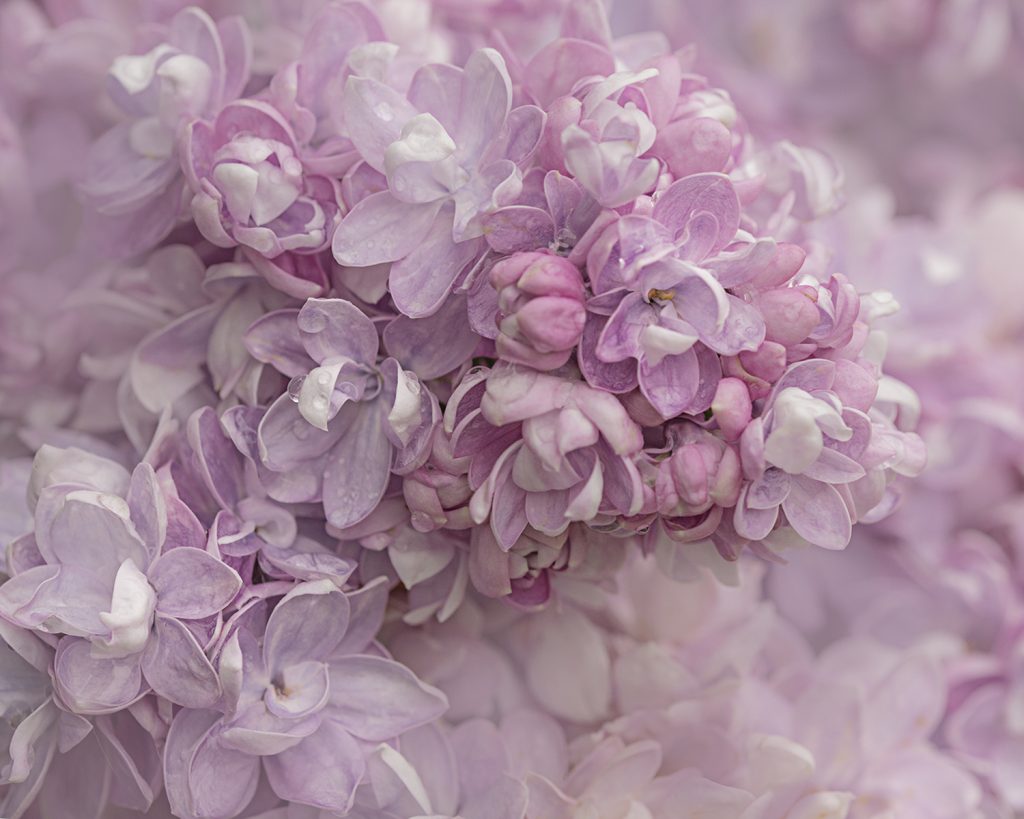Macro close-up of a unique double lilac variety.